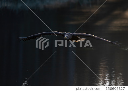 Sea eagle is flying low over a lake. 138606827