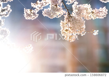 Bright sunset sunlight and the silhouette of fully bloomed cherry blossoms, beautiful spring nature scenery and a cherry blossom festival background. Bright sunset sunlight and the silhouette of fully bloomed cherry blossoms, beautiful spring nature scenery and a cherry blossom festival background. 138606872