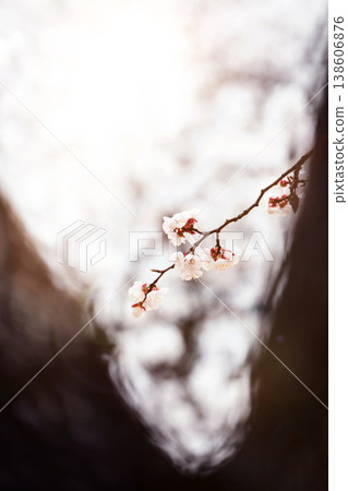 A fresh morning bathed in spring sunshine, a landscape of fully bloomed plum blossoms, and a beautiful cherry blossom background. A fresh morning bathed in spring sunshine, a landscape of fully bloomed plum blossoms, and a beautiful cherry blossom background. 138606876