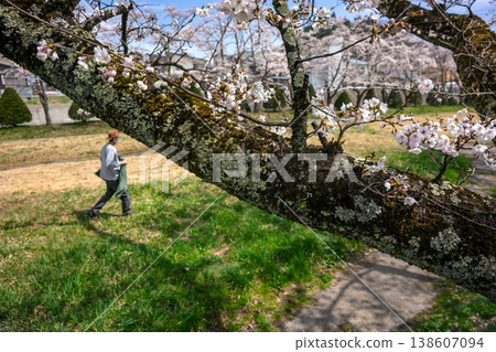 260406 宮川綠園櫻花 z011 260406 宮川綠園櫻花 z011 138607094