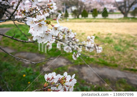 260406 宮川綠園櫻花 z019 138607096