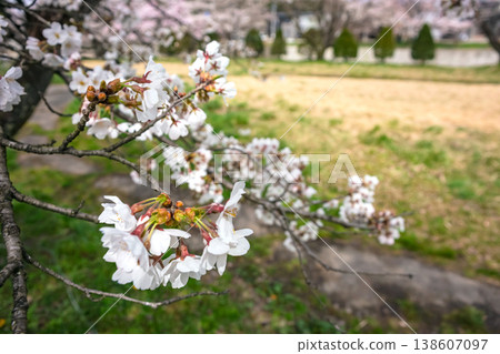260406 宮川綠園櫻花 z020 138607097