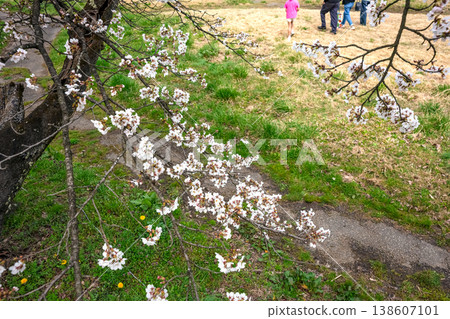 260406 Miyagawa Green Park Cherry Blossoms z024 260406 Miyagawa Green Park Cherry Blossoms z024 138607101