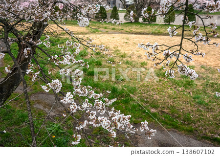 260406 宮川綠園櫻花 z029 138607102