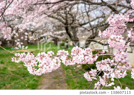 260406 Miyagawa Green Park Cherry Blossoms z046 260406 Miyagawa Green Park Cherry Blossoms z046 138607113