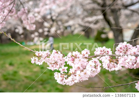 260406 Miyagawa Green Park Cherry Blossoms z048 260406 Miyagawa Green Park Cherry Blossoms z048 138607115