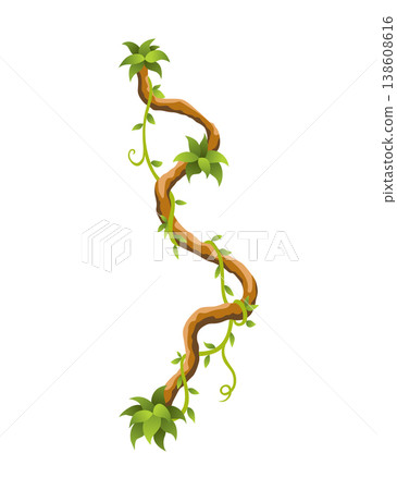 Liana branch. Twisted wild jungle vine plants. Woody natural tropical rainforest, exotic botany element. Vector design element Liana branch. Twisted wild jungle vine plants. Woody natural tropical rainforest, exotic botany element. Vector design element 138608616