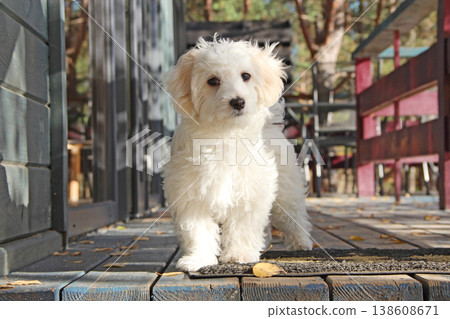 Maltipoo puppy posing. Small Maltese dog playing outdoors. Family pet 138608671