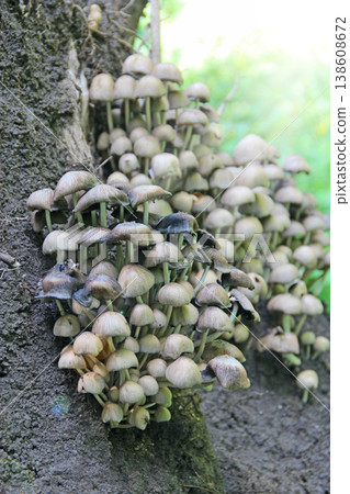 A lot of mica cap. Glistering inky cap in forest. Coprinellus micaceus growing 138608672