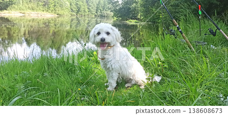 Maltipoo puppy sitting on green grass by river. Small Maltese dog playing outdoors Maltipoo puppy sitting on green grass by river. Small Maltese dog playing outdoors 138608673