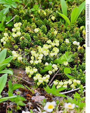 Aonotsugazakura 138608682