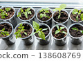 Tomato and pepper seedlings growing in plastic containers on a windowsill. Fresh, organic plants healthy eating, home gardening 138608769