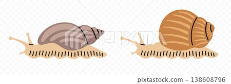 Snail, garden snail and achatina, graphic design. Gastropod, mollusk, animal, nature and wildlife, vector design and illustration 138608796
