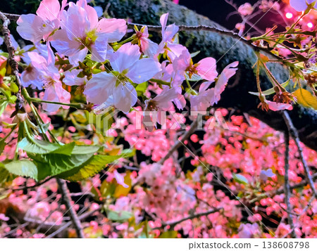 Sakura Close-up Sakura Close-up 138608798