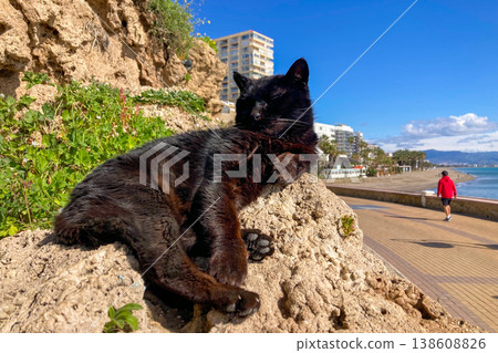 A black cat lazily resting in warm sunlight on a stone enjoying peaceful outdoor moment in Torremolinos, Spain. A black cat lazily resting in warm sunlight on a stone enjoying peaceful outdoor moment in Torremolinos, Spain. 138608826