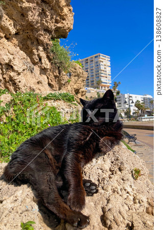 A black cat lazily resting in warm sunlight on a stone enjoying peaceful outdoor moment in Torremolinos, Spain. 138608827