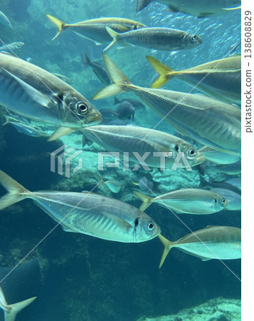 Swimming horse mackerel friends Swimming horse mackerel friends 138608829