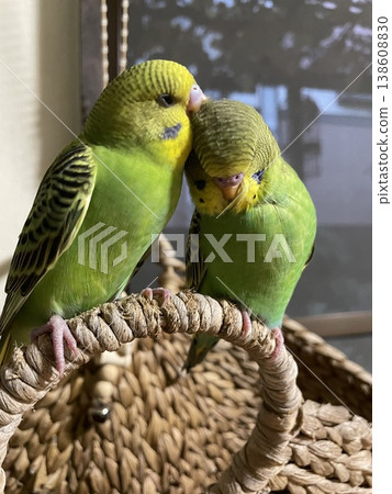 Lovely budgie Lovely budgie 138608830
