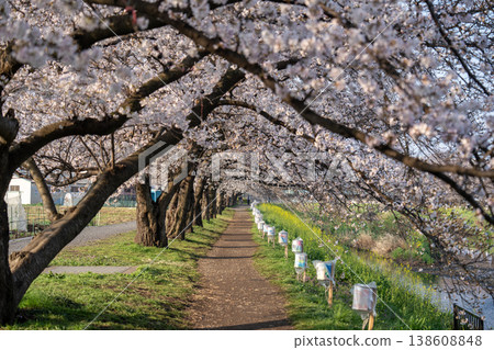 黑目川沿岸的櫻花隧道及步道(春季櫻花盛開的景象) 黑目川沿岸的櫻花隧道及步道(春季櫻花盛開的景象) 138608848