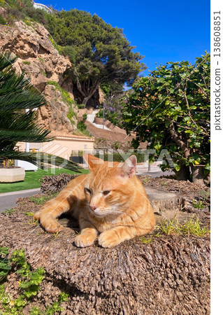 A cat lazily resting in warm sunlight on a stone enjoying peaceful outdoor moment in Torremolinos, Spain. 138608851