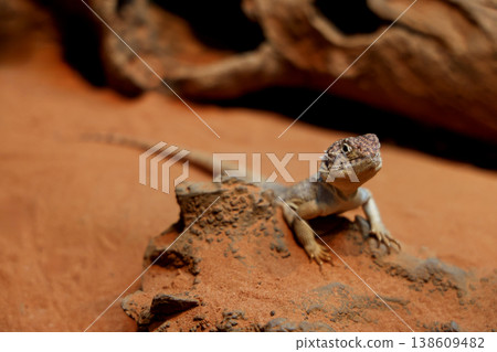 The Central Netted Dragon is nature animal in australia 138609482