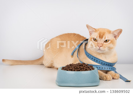 Burmese cat lying near food bowl with measuring tape pet diet and weight control concept Burmese cat lying near food bowl with measuring tape pet diet and weight control concept 138609502