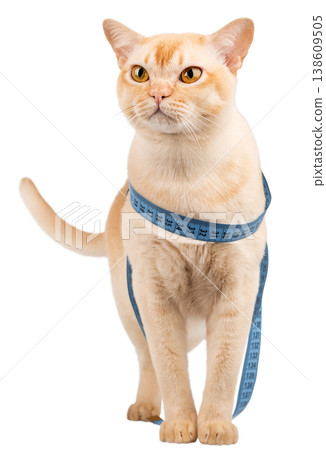 Burmese cat with measuring tape isolated on white background pet diet concept Burmese cat with measuring tape isolated on white background pet diet concept 138609505