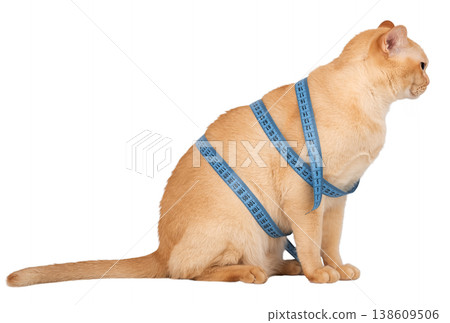 Burmese cat with measuring tape isolated on white background pet diet concept Burmese cat with measuring tape isolated on white background pet diet concept 138609506