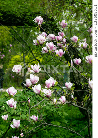 Magnolia pink flowers in early spring Magnolia pink flowers in early spring 138609511