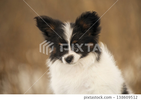 Detailed headshot of a cute Papillon puppy with distinctive black and white markings. The focus is on the expressive eyes and soft fur of the young dog 138609512