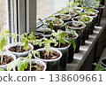 Tomato and pepper seedlings growing in plastic containers on a windowsill. Fresh, organic plants healthy eating, home gardening 138609661
