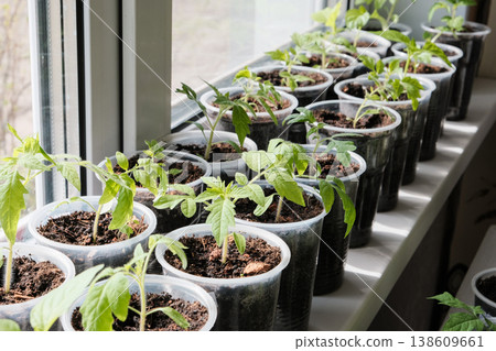 Tomato and pepper seedlings growing in plastic containers on a windowsill. Fresh, organic plants healthy eating, home gardening Tomato and pepper seedlings growing in plastic containers on a windowsill. Fresh, organic plants healthy eating, home gardening 138609661