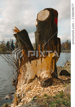 A tree damaged by a local beaver family, the trunk is clearly gnawed, and the crown was cut down by the local authorities. The photo was taken at a reservoir in Kamienna Gora, Lower Silesia, Poland. A tree damaged by a local beaver family, the trunk is clearly gnawed, and the crown was cut down by the local authorities. The photo was taken at a reservoir in Kamienna Gora, Lower Silesia, Poland. 138609677