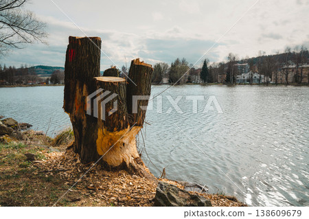 A tree damaged by a local beaver family, the trunk is clearly gnawed, and the crown was cut down by the local authorities. The photo was taken at a reservoir in Kamienna Gora, Lower Silesia, Poland. A tree damaged by a local beaver family, the trunk is clearly gnawed, and the crown was cut down by the local authorities. The photo was taken at a reservoir in Kamienna Gora, Lower Silesia, Poland. 138609679