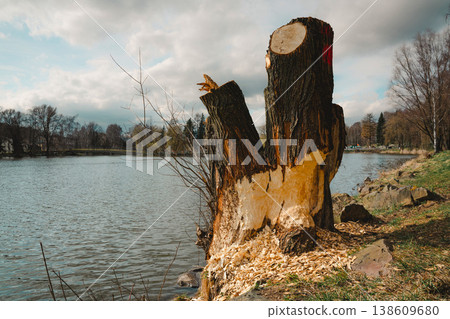 A tree damaged by a local beaver family, the trunk is clearly gnawed, and the crown was cut down by the local authorities. The photo was taken at a reservoir in Kamienna Gora, Lower Silesia, Poland. A tree damaged by a local beaver family, the trunk is clearly gnawed, and the crown was cut down by the local authorities. The photo was taken at a reservoir in Kamienna Gora, Lower Silesia, Poland. 138609680