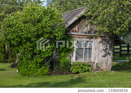 An old wooden shed leans among lush green shrubs, evoking rustic charm An old wooden shed leans among lush green shrubs, evoking rustic charm 138609836