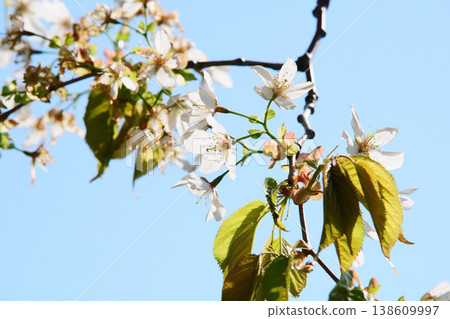 Cherry blossoms on a clear day Cherry blossoms on a clear day 138609997