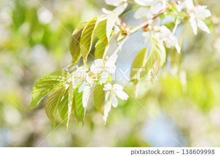 北海道公園裡盛開的櫻花 138609998