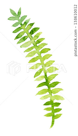 水彩植物插圖，描繪了細長的葉子（透明背景） 138610012
