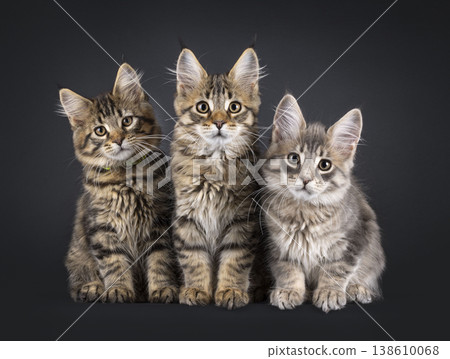 3 Maine Coon cat kittens on black 138610068