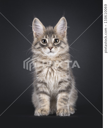 Maine Coon cat kitten on black background 138610069