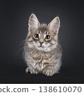 Maine Coon cat kitten on black background 138610070
