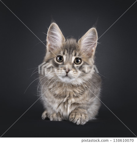 Maine Coon cat kitten on black background Maine Coon cat kitten on black background 138610070