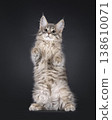 Maine Coon cat kitten on black background 138610071