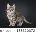 Maine Coon cat kitten on black background 138610072