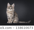 Maine Coon cat kitten on black background 138610073