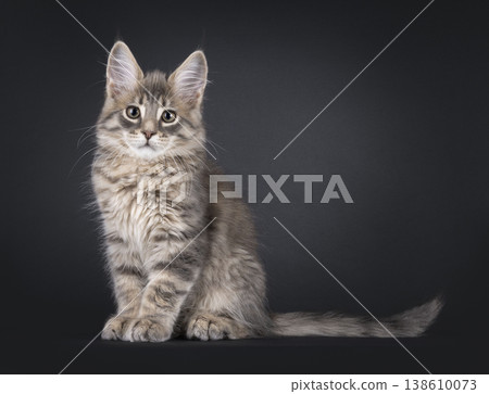 Maine Coon cat kitten on black background 138610073