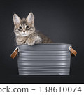 Maine Coon cat kitten on black background 138610074