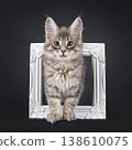Maine Coon cat kitten on black background 138610075