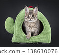 Maine Coon cat kitten on black background 138610076